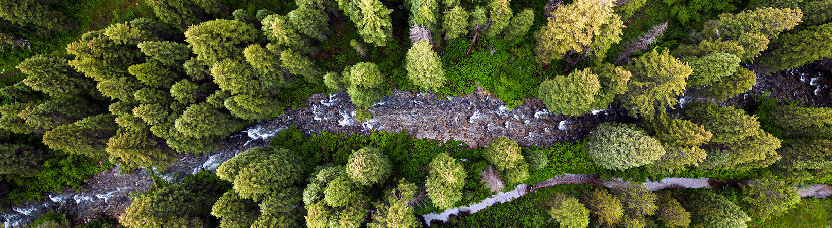 Aerial view of trees in Wyoming from the Sustainability Report cover