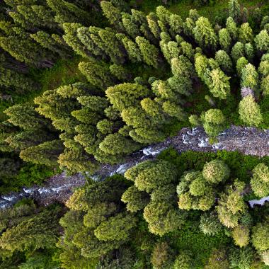 Aerial view of trees in Wyoming from the Sustainability Report cover