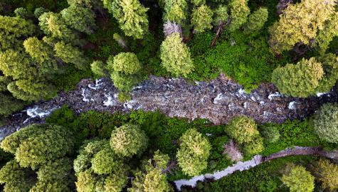 Aerial view of trees in Wyoming from the Sustainability Report cover